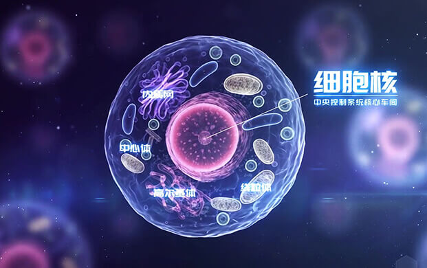 中國科學(xué)家揭示細胞核”應(yīng)急工作站”機制 細胞罐助力炎癥疾病研究新突破